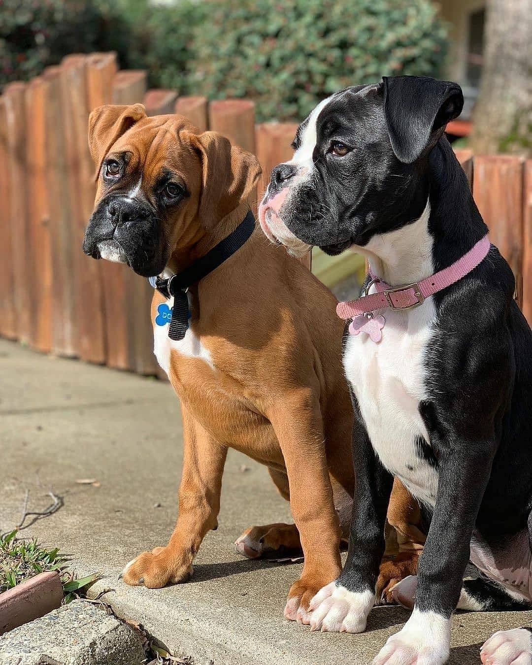BoXER PUPPIES FOR SALE