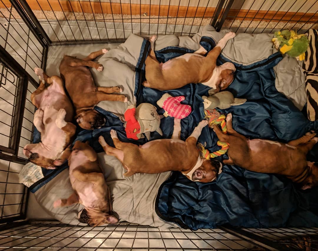 BoXER PUPPIES FOR SALE