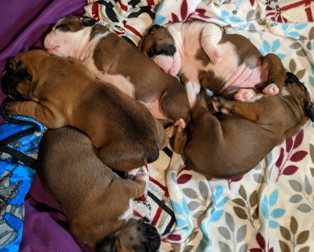 BoXER PUPPIES FOR SALE